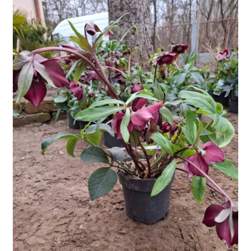 Helleborus orientalis - Hunyor 26/4