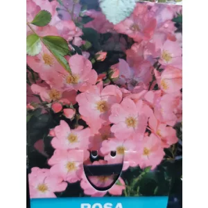 Rosa Pink Blanket