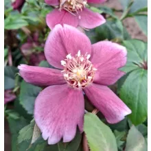 Helleborus orientalis - Hunyor 26/8