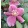 Helleborus orientalis - Hunyor 26/8