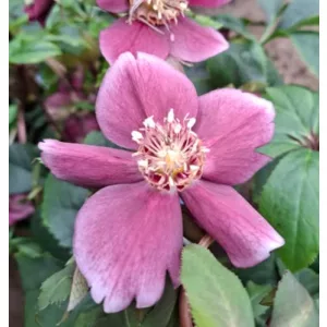 Helleborus orientalis - Hunyor 26/8
