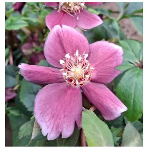 Helleborus orientalis - Hunyor 26/8
