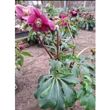 Helleborus orientalis - Hunyor 26/8