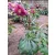 Helleborus orientalis - Hunyor 26/8