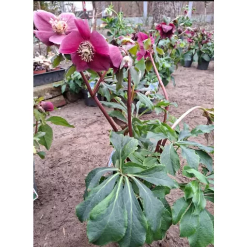 Helleborus orientalis - Hunyor 26/8