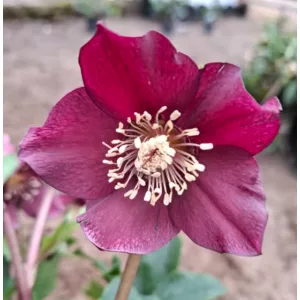 Helleborus orientalis - Hunyor 26/9