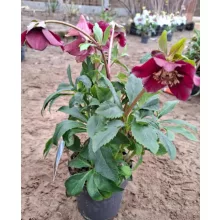 Helleborus orientalis - Hunyor 26/9