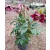 Helleborus orientalis - Hunyor 26/9