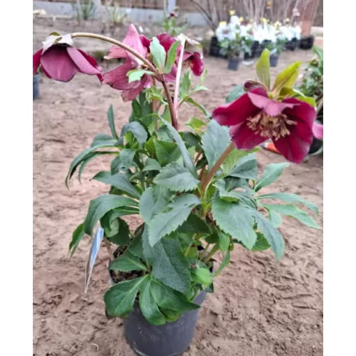 Helleborus orientalis - Hunyor 26/9