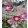 Helleborus orientalis - Hunyor 26/10