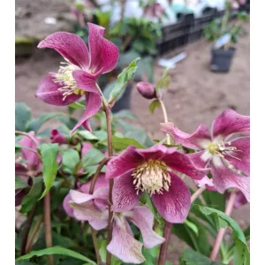 Helleborus orientalis - Hunyor 26/10