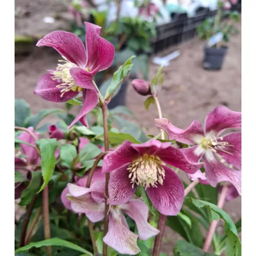 Helleborus orientalis - Hunyor 26/10