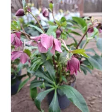 Helleborus orientalis - Hunyor 26/10