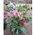 Helleborus orientalis - Hunyor 26/10