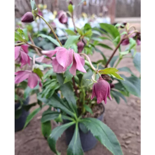 Helleborus orientalis - Hunyor 26/10