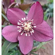 Helleborus orientalis - Hunyor 26/11