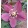 Helleborus orientalis - Hunyor 26/11