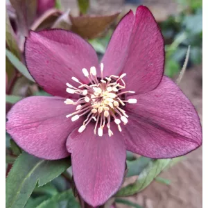Helleborus orientalis - Hunyor 26/11