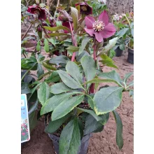 Helleborus orientalis - Hunyor 26/11