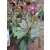 Helleborus orientalis - Hunyor 26/11