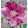 Helleborus orientalis - Hunyor 26/12