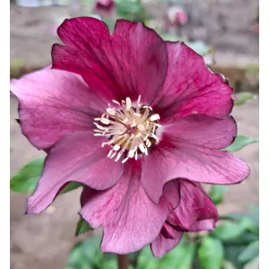 Helleborus orientalis - Hunyor 26/12