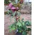 Helleborus orientalis - Hunyor 26/12