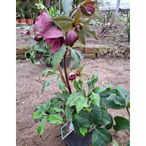 Helleborus orientalis - Hunyor 26/12