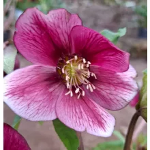 Helleborus orientalis - Hunyor 26/13