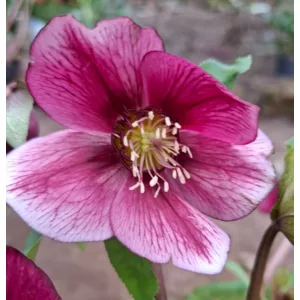 Helleborus orientalis - Hunyor 26/13