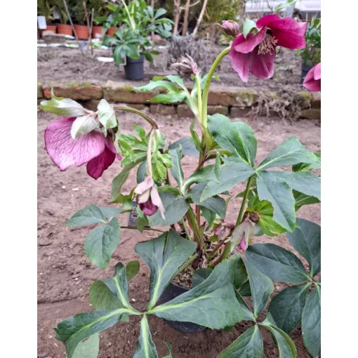 Helleborus orientalis - Hunyor 26/13