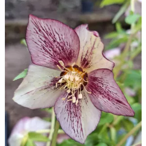 Helleborus orientalis - Hunyor 26/15