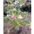 Helleborus orientalis - Hunyor 26/15