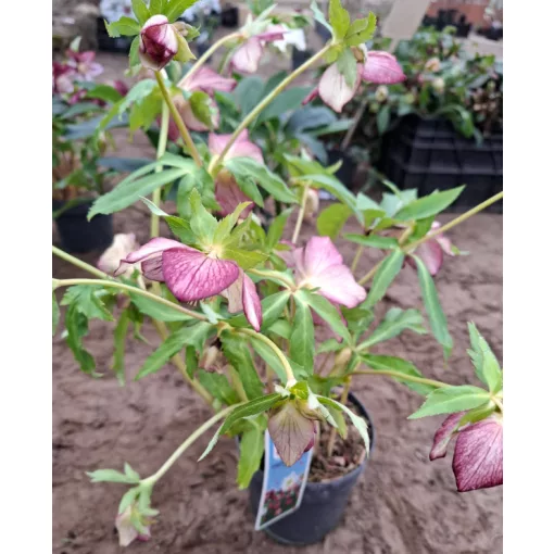 Helleborus orientalis - Hunyor 26/15