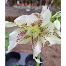 Helleborus orientalis - Hunyor 26/17