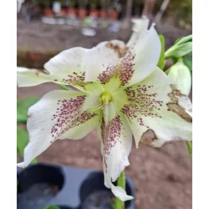 Helleborus orientalis - Hunyor 26/17