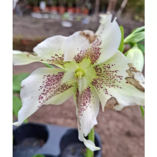 Helleborus orientalis - Hunyor 26/17