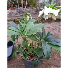Helleborus orientalis - Hunyor 26/17