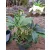 Helleborus orientalis - Hunyor 26/17