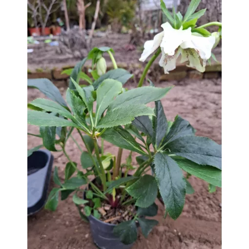 Helleborus orientalis - Hunyor 26/17