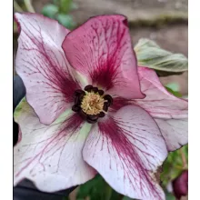 Helleborus orientalis - Hunyor 26/18
