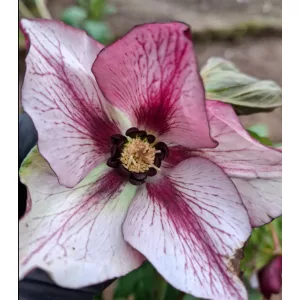 Helleborus orientalis - Hunyor 26/18