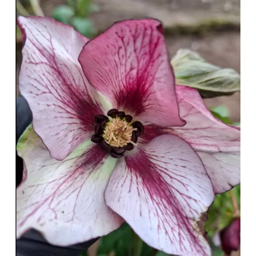 Helleborus orientalis - Hunyor 26/18