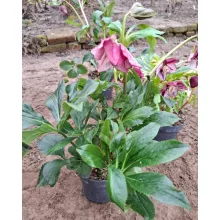 Helleborus orientalis - Hunyor 26/18