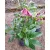 Helleborus orientalis - Hunyor 26/18