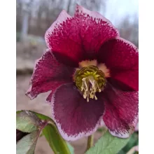 Helleborus orientalis - Hunyor 26/19