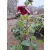 Helleborus orientalis - Hunyor 26/19