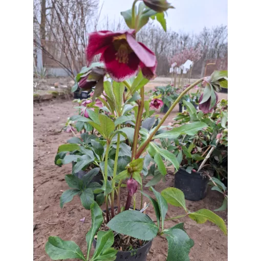Helleborus orientalis - Hunyor 26/19