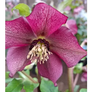 Helleborus orientalis - Hunyor 26/20