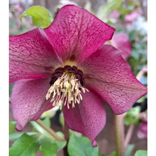 Helleborus orientalis - Hunyor 26/20
